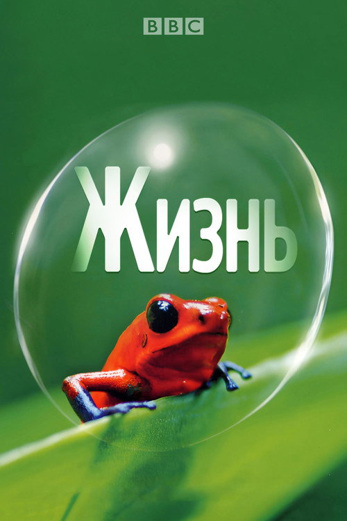 BBC: Жизнь